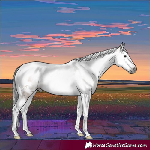 Horse Color:Gray Bay Dun Splash Tobiano Frame 