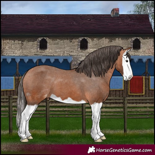 Horse Color:Bay Splash Appaloosa 