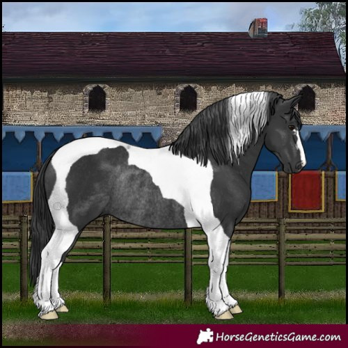 Horse Color:Black Tobiano Rabicano