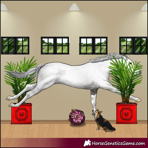 Horse Color:Gray Grullo Splash 
