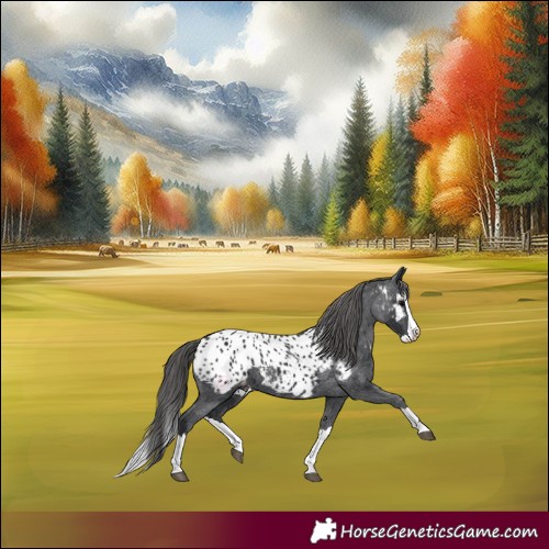 Horse Color:Black Splash Near Leopard 