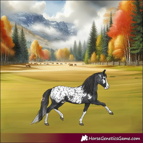 Horse Color:Black Splash Appaloosa 
