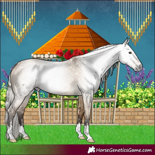 Horse Color:Gray Silver Bay Dun 