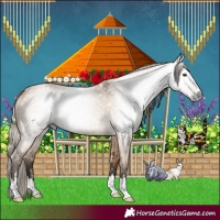 Horse Color:Gray Silver Bay Dun 
