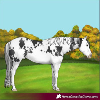 Horse Color:White Spotted Black Sabino Splash