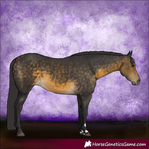 Horse Color:Buckskin