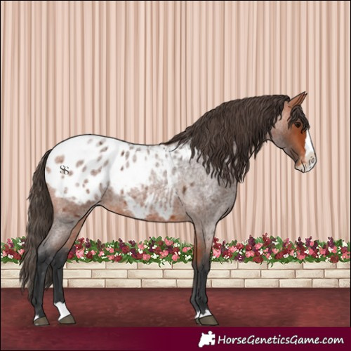 Horse Color:Bay Roan Splash Blanket 