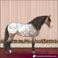 Horse Color:Bay Roan Splash Blanket