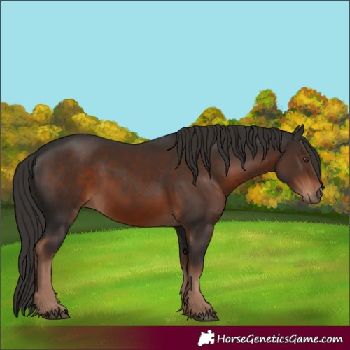 Horse Color:Liver Chestnut 