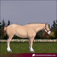 Horse Color:Gold Champagne 