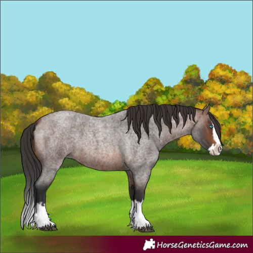 Horse Color:Unknown 