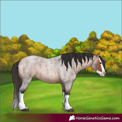 Horse Color:Unknown 