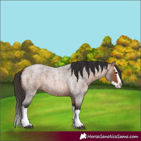 Horse Color:Unknown 