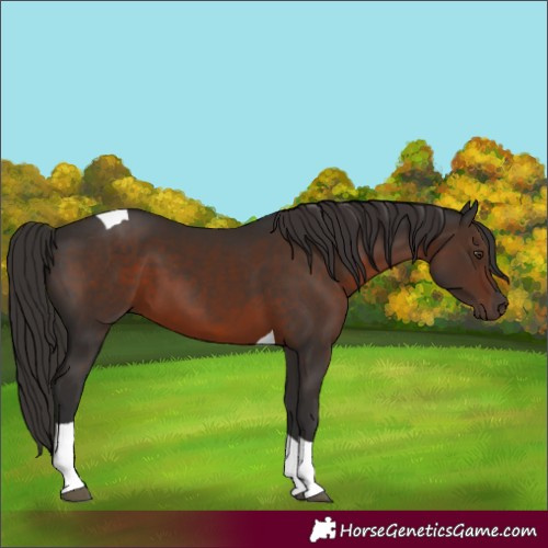 Horse Color:Liver Chestnut Tobiano 