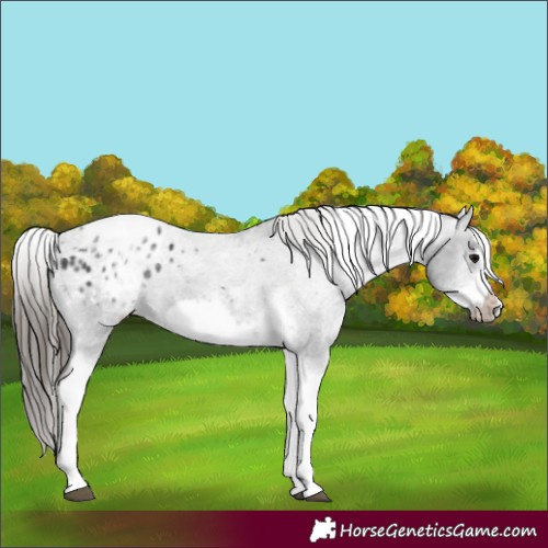 Horse Color:White Spotted Black Splash Tobiano Frame Appaloosa