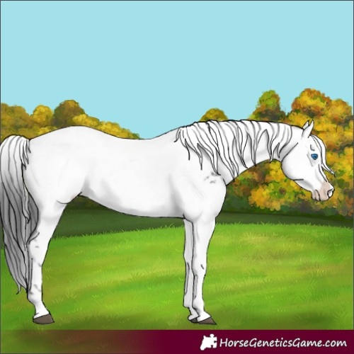 Horse Color:Black Frame