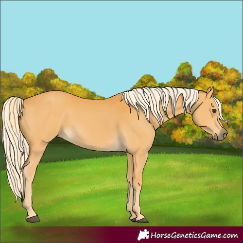 Horse Color:Palomino