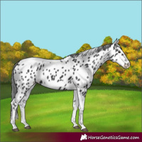 Horse Color:White Spotted Black Splash Tobiano Frame Appaloosa