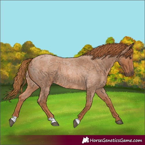 Horse Color:Red Roan 