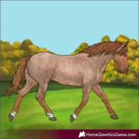Horse Color:Red Roan 