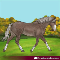 Horse Color:White Spotted Silver Black 