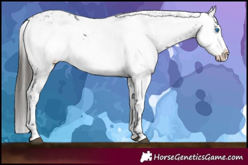 Horse Color:Liver Chestnut Frame 