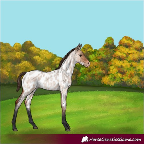 Horse Color:Unknown