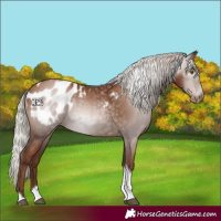 Horse Color:Gray Silver Black Pearl Tobiano Appaloosa 