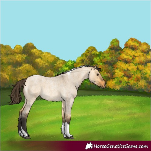 Horse Color:Buckskin Roan Dun Tobiano 