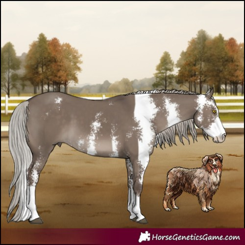 Horse Color:Silver Grullo Sabino 