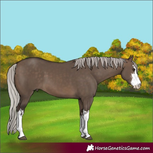 Horse Color:White Spotted Silver Brown Dun 