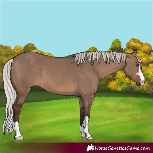 Horse Color:Silver Brown Dun 