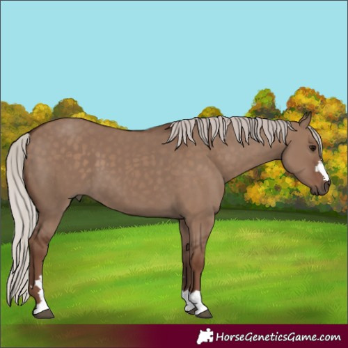 Horse Color:Silver Grullo 