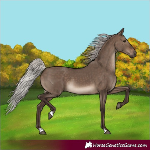 Horse Color:Silver Brown Dun 