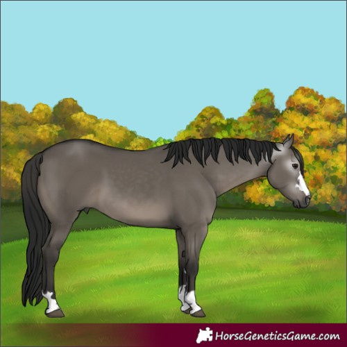 Horse Color:Gray Smoky Grullo 