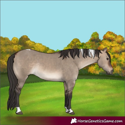 Horse Color:Bay Dun Tobiano Rabicano 