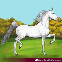 Horse Color:Liver Chestnut Frame 