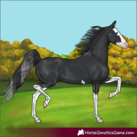 Horse Color:Black Splash