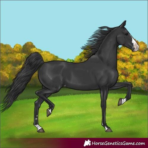 Horse Color:Black Splash Appaloosa 