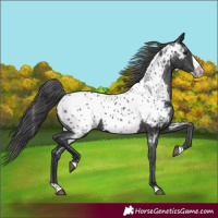 Horse Color:Black Splash Frame Near Leopard