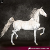 Horse Color:Perlino Sabino  and Perlino Sabino 