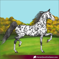Horse Color:Black Splash Near Leopard