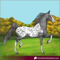 Horse Color:Black Splash Appaloosa 