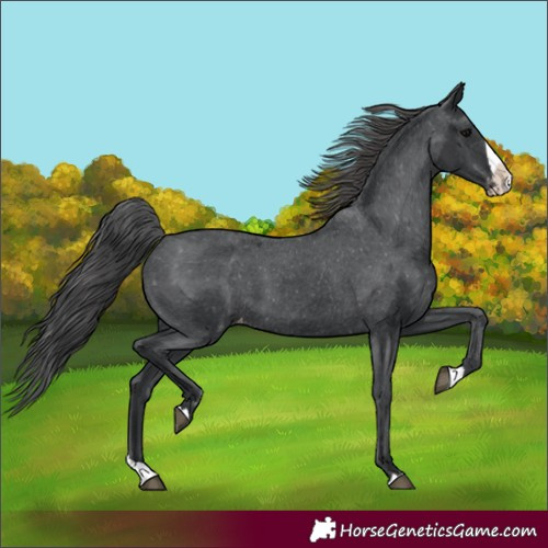 Horse Color:Black Splash Varnish 