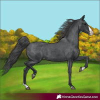 Horse Color:Black Splash Appaloosa 