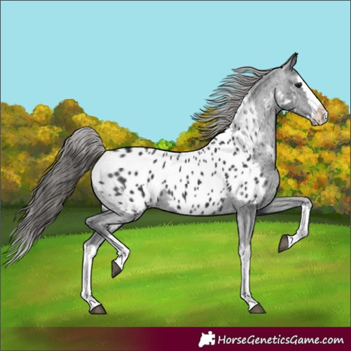 Horse Color:Black Splash Appaloosa 