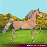 Horse Color:Gold Champagne 