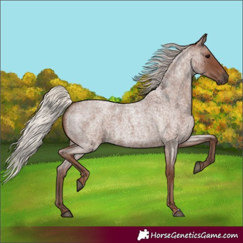 Horse Color:Silver Blue Roan 
