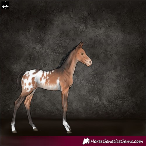 Horse Color:Bay Mushroom Tobiano Appaloosa 