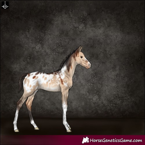 Horse Color:Bay Dun Tobiano Appaloosa 